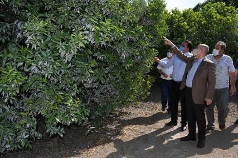 VALİ DEMİRTAŞ’TAN AŞIRI SICAKLARDAN ZARAR GÖREN NARENCİYE BAHÇELERİNE İNCELEME ZİYARETİ